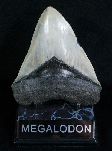 Venice Florida Megalodon Tooth #5539